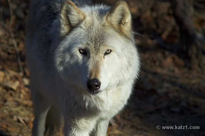 Arctic Wolf 007